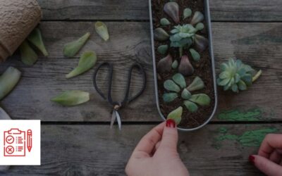Comment multiplier des plantes succulentes en 5 étapes faciles par Horti-Plus et Passion Jardins