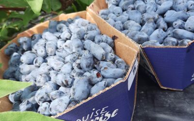 Recette : Vraie crème glacée aux camerises