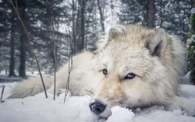Dormir avec les loups à quelques mètres de soi…
