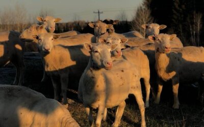 La ferme Lapointe : agneaux nourris à l&rsquo;ancienne