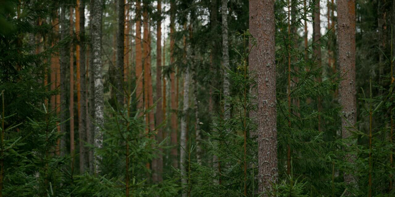 Les incontournables de la chasse 2025