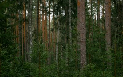 Les incontournables de la chasse 2025
