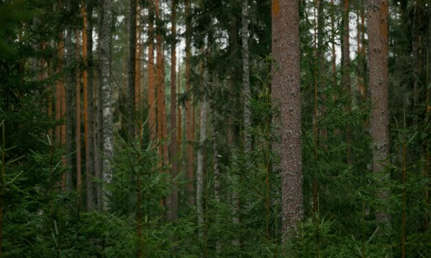 Les incontournables de la chasse 2025